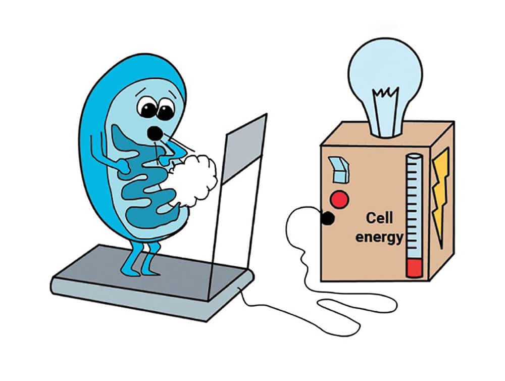 Energy Bits graphic illustrating cell energy