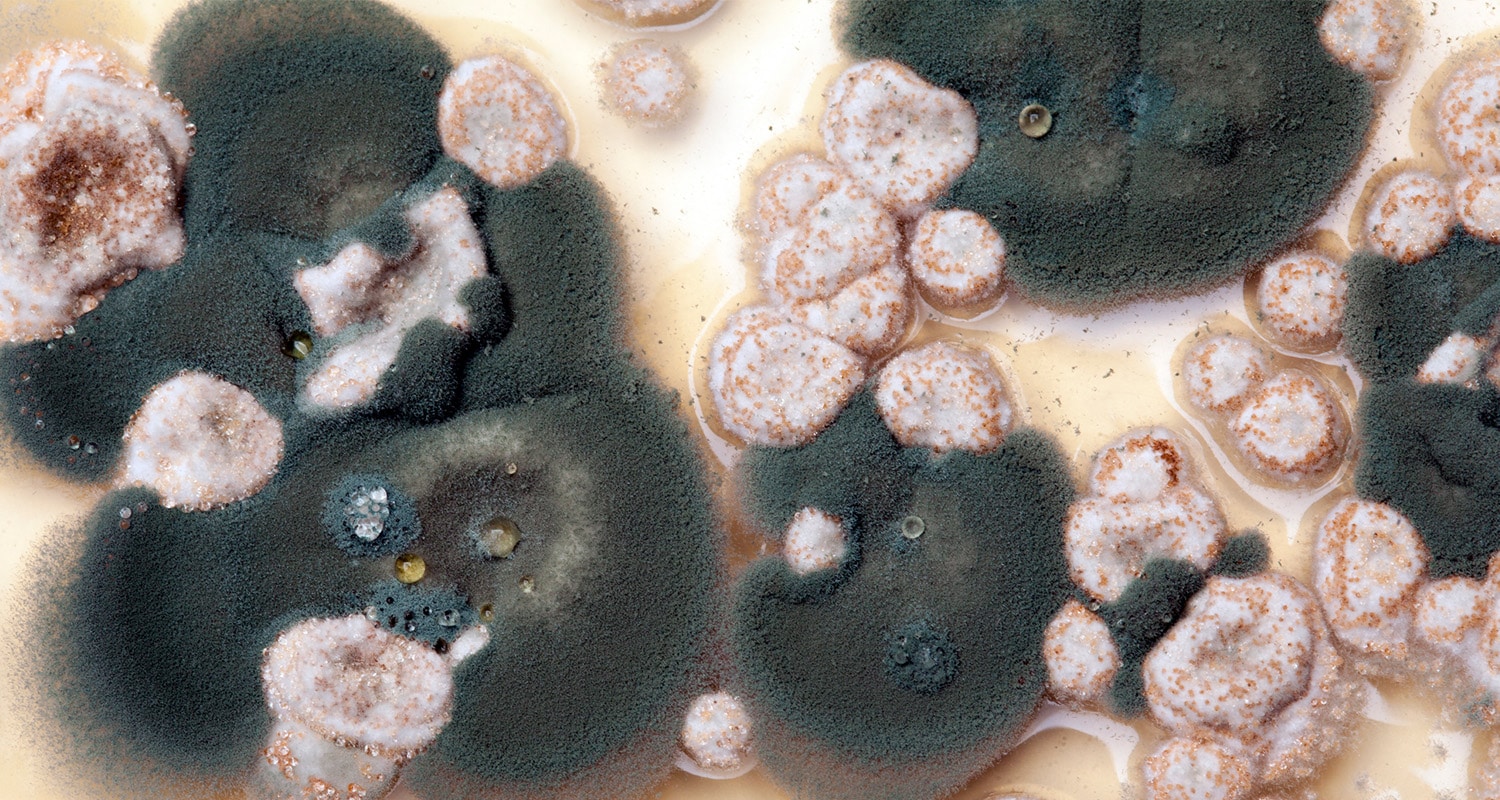 The 3 Steps to Deal With Toxic Black Mold_header