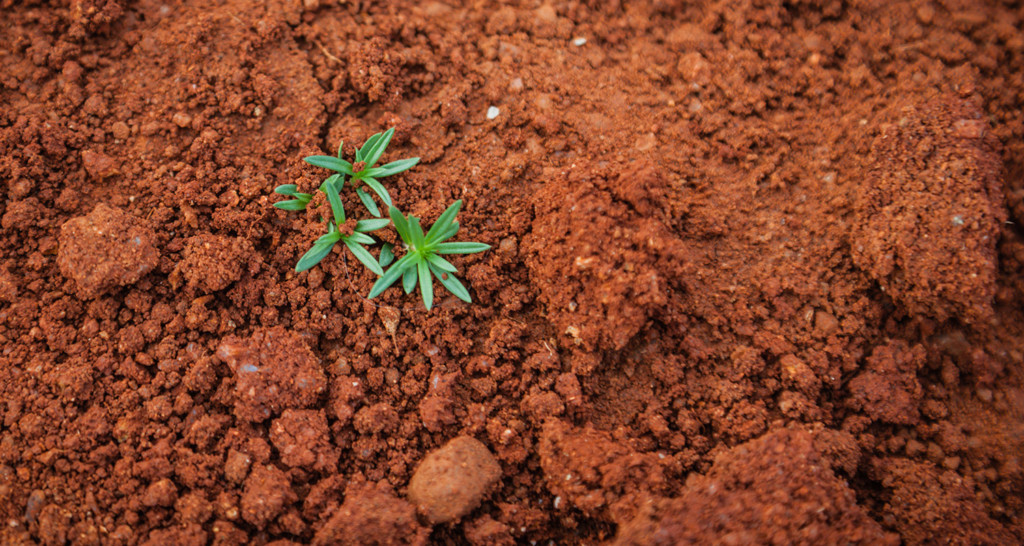 Plants growing in rich soil