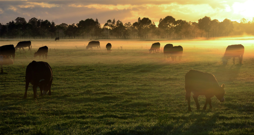 Cattle grazing in field